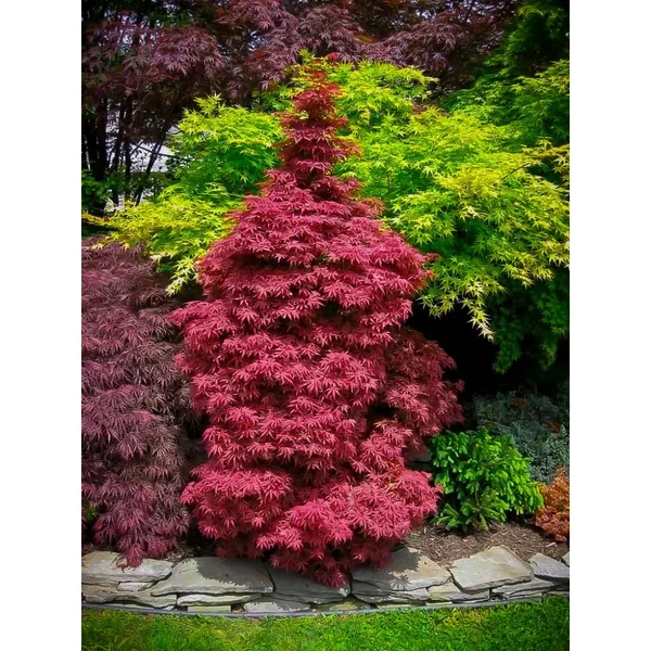Acer palmatum ‘Skeeter’s Broom’ – Alacsony vörös japán juhar K35 175/200