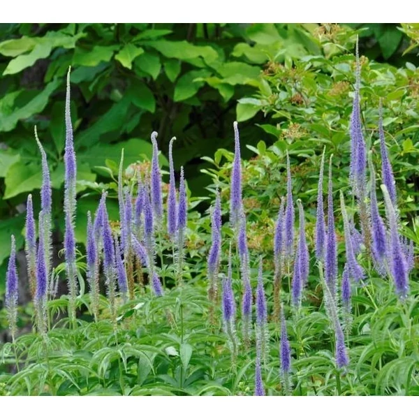 Veronicastrum sachalinense Manhattan Skyline Cs14