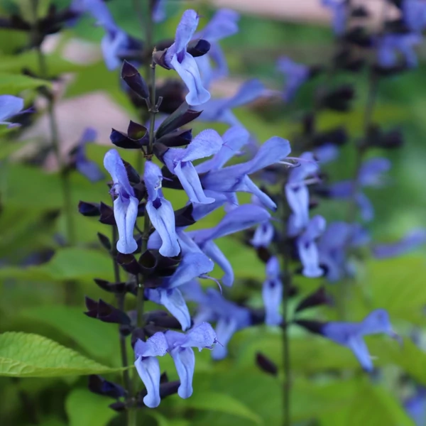 Salvia Rockin Sky Blue - Zsálya K2