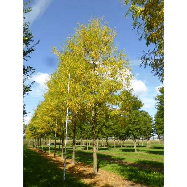 Gleditsia triachantos 'Skyline' - Oszlopos krisztustövis / lepényfa K110 14/16+