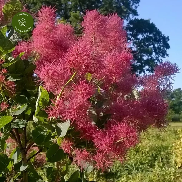 Cotinus coggygria Smokey Joe Lisjo PBR - Cserszömörce 20-60 K5