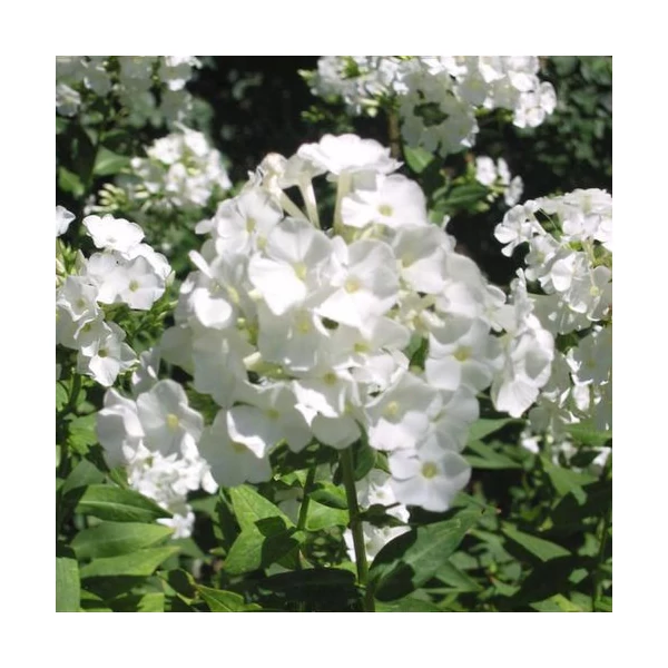 Phlox paniculata 'Sweet Summer Snow' - Bugás lángvirág Cs17