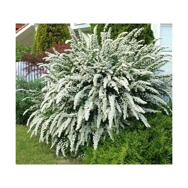 Spiraea nipponica 'Snowmound' - Fehérvirágú nipponi gyöngyvessző 20-40