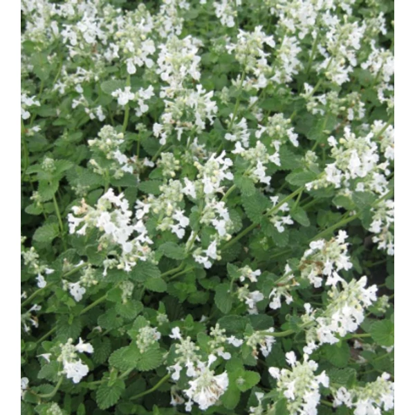 Nepeta racemosa Snowflake - Macskamenta CS9