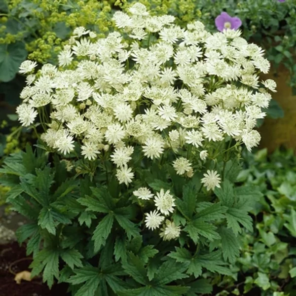 Astrantia major Snow Start Völgycsillag D14