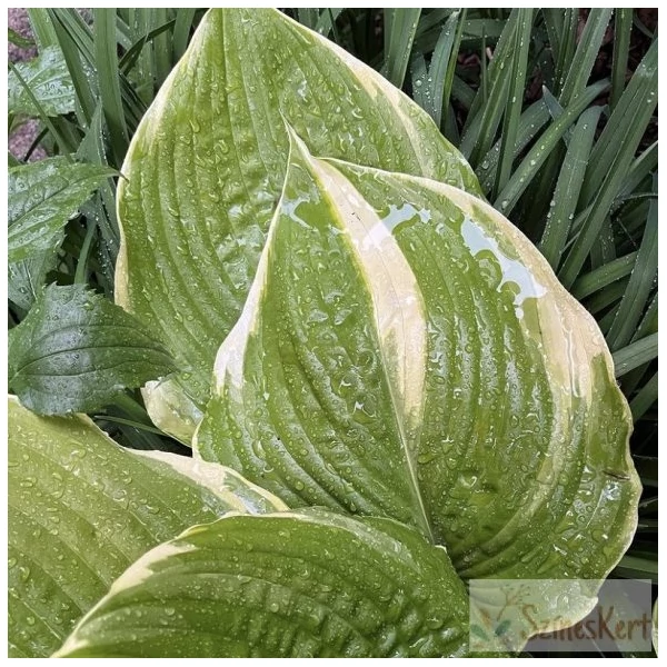 Hosta Winter Snow Árnyékliliom CS14