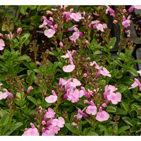Salvia greggii ‘Mirage Soft Pink - Őszi zsálya CS14