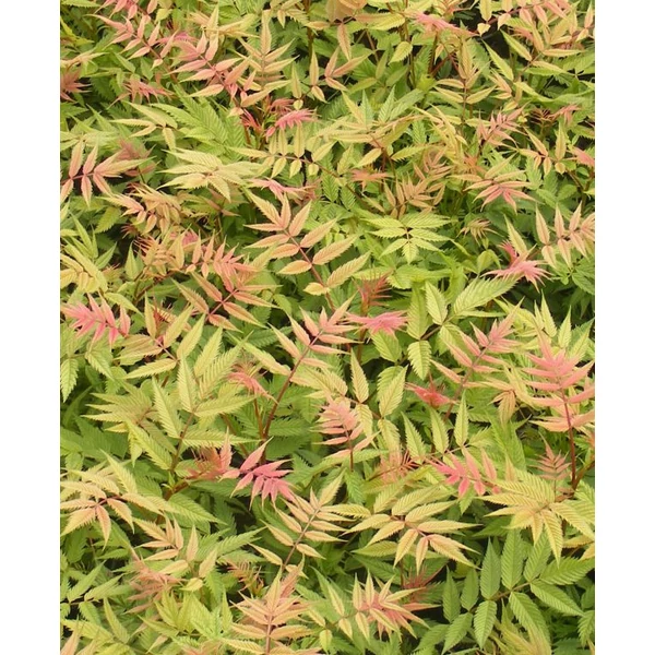 Sorbaria sorbifolia 'Pink Hopi' – Tollas gyöngyvessző 40-50 C2