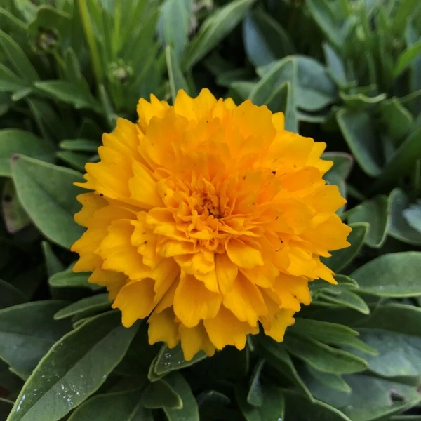 Coreopsis grandiflora Solanna Golden Sphere – Menyecskeszem CS14