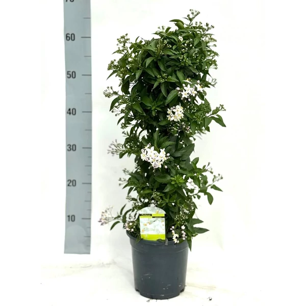 Solanum jasminoides Pyramid -  Csüngő jázmin piramis 70cm