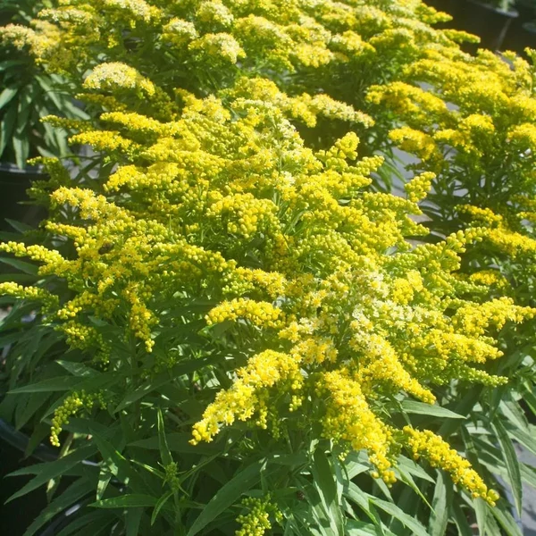 Solidago 'Sweety' - Aranyvessző CS9