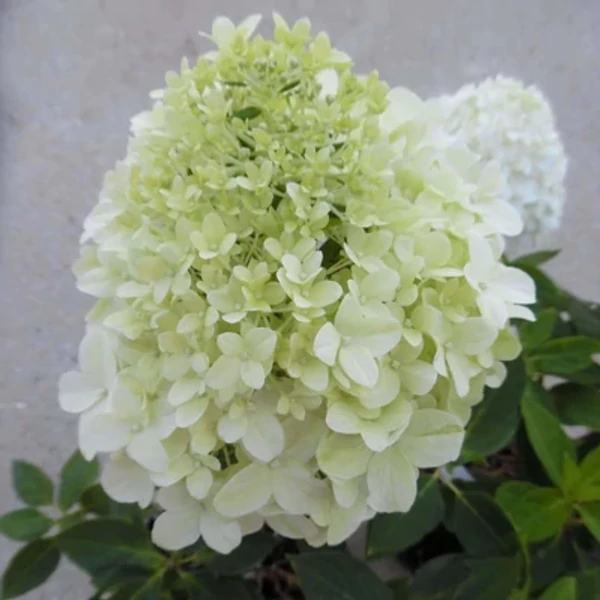 Hydrangea paniculata Little Spooky - Bugás hortenzia K2L 20/40