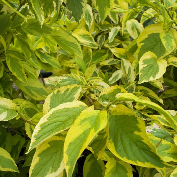 Cornus alba 'Spaethii' - Arany tarka fehér som 80/100