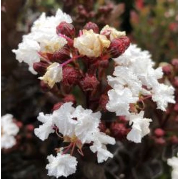 Lagerstroemia indica 'Coconut Sorbet' - Kínai selyemmirtusz 1/2 törzses CQ14L