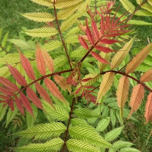 Sorbaria sorbifolia 'Sem' – Tollas gyöngyvessző 60/80