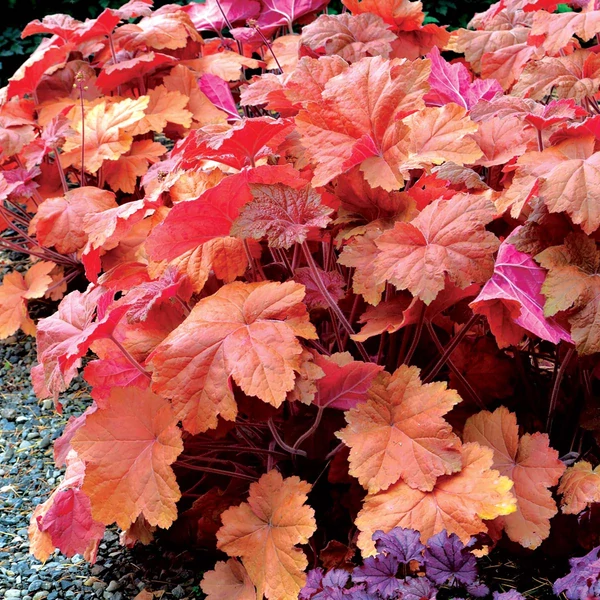 Heuchera Southern Comfort - Tűzeső Cs14