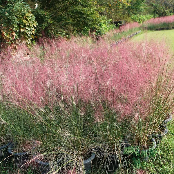 Eragrostis spectabilis – Tőtippan CS14