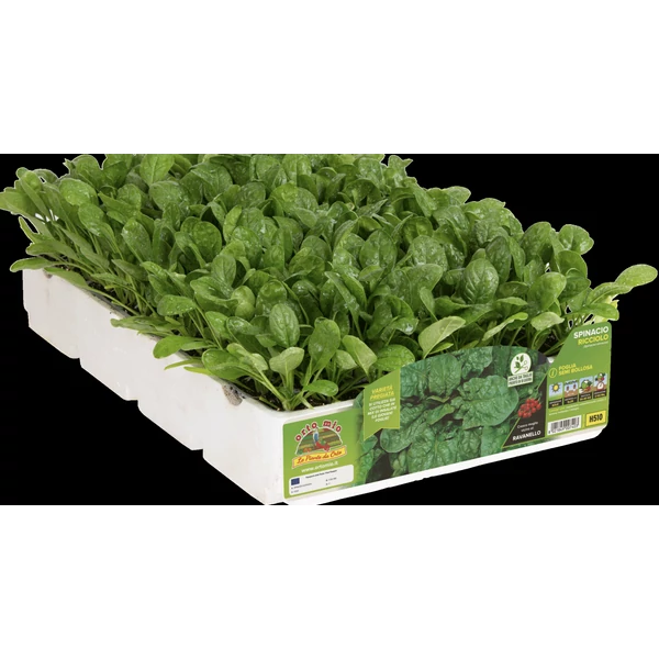 Palánta pakkos Spenót Semi Bolloso Ricciolo F1 9db/pakk