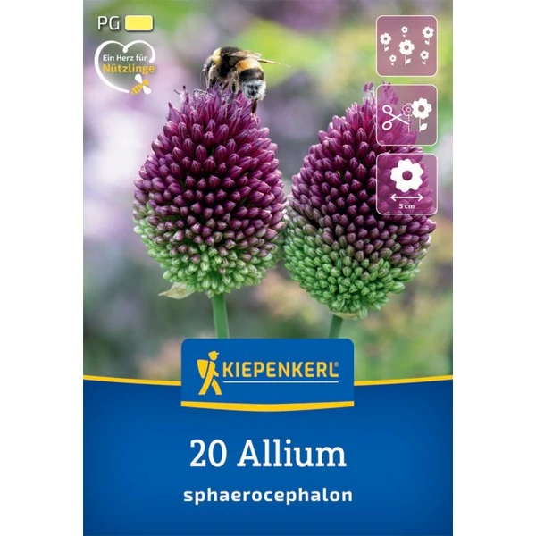 Kiepenkerl Allium sphaerocephalon díszhagyma virághagymák 20db