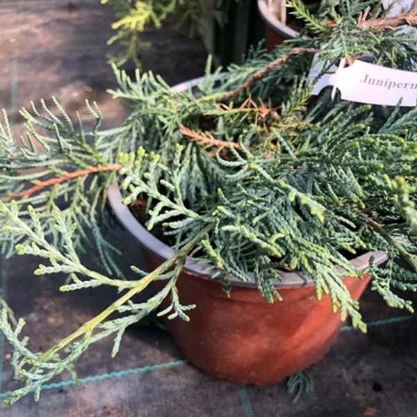 Juniperus virginiana Silver Spider– Virginiai boróka 20/30