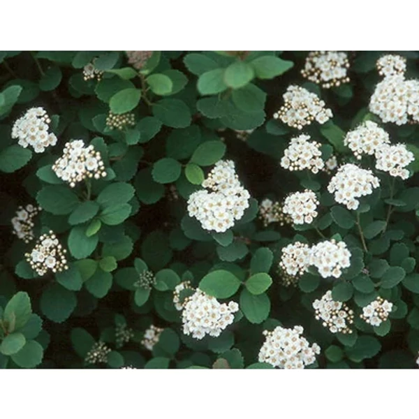 Spiraea betulifolia Tor– Nyírlevelű gyöngyvessző K2L 20/40