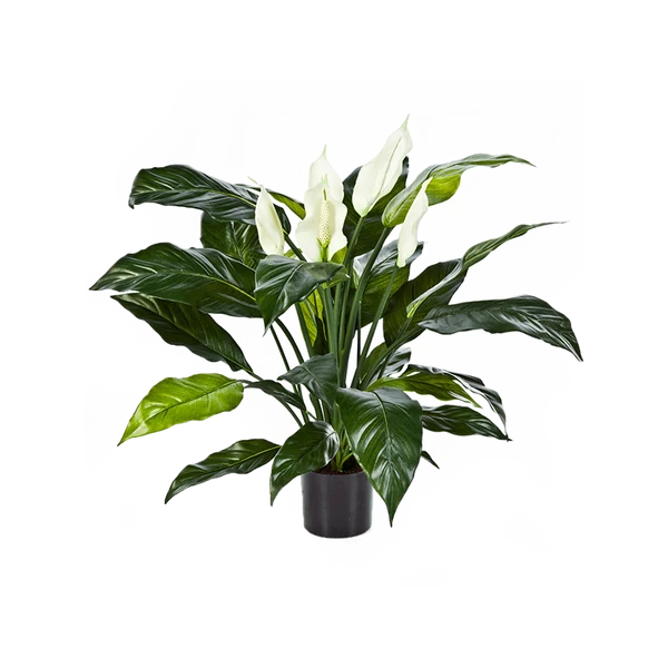 Spathiphyllum wallisii - Vitorlavirág Sweet Chico CS12