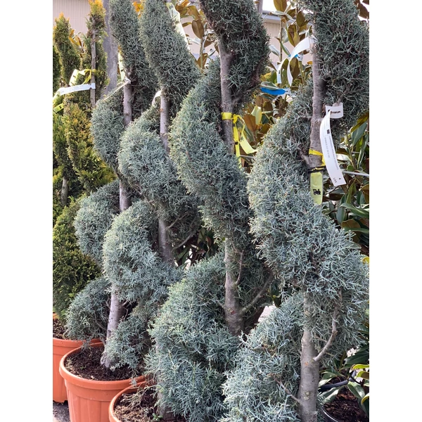 Cupressus arizonica 'Fastigiata'- Arizoniai ciprus Spirál 180/200 C25L