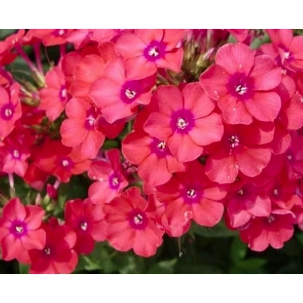 Phlox paniculata Spitfire - Lángvirág CS14