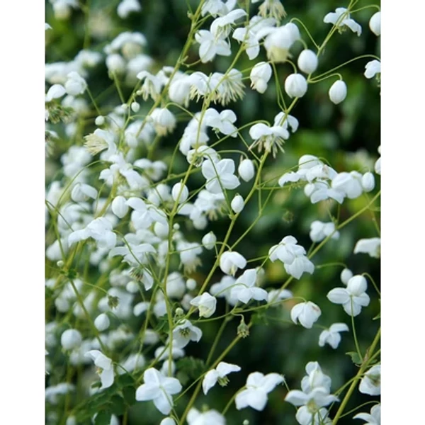 Thalictrum delavayi Splendide White – Szárnyastermésű borkóró Cs14