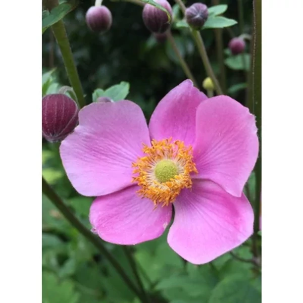 Anemone hupehensis Splendens – Kínai szellőrózsa Cs17
