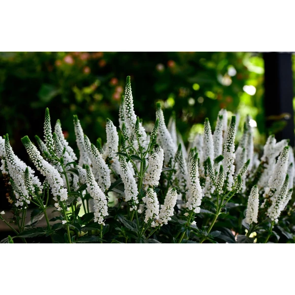 Veronica spicata ‘Snow Candles’ - Fehér macskafarkú veronika CS9