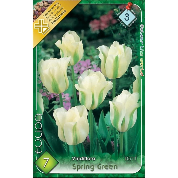 Tulipán virághagyma 7 db Spring Green Tulipán virághagyma 7 db Spring Green