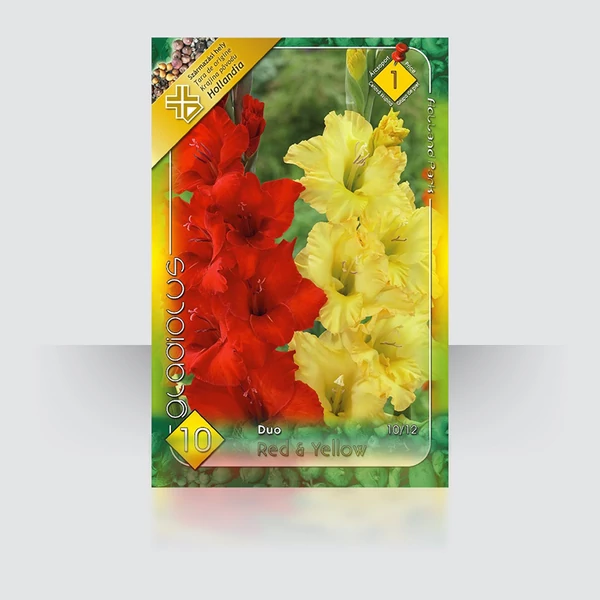 Kardvirág Gladiolus Duo red yellow 10db/cs