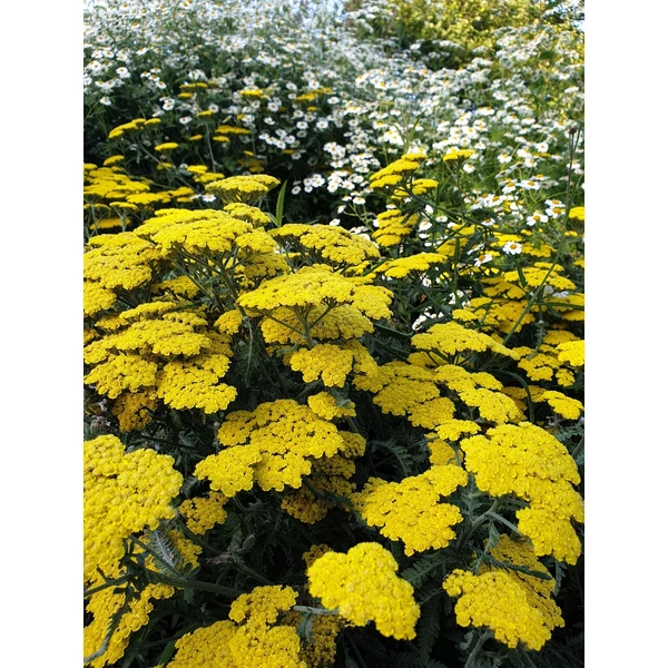 Achillea Moonshine - Cickafark CS14