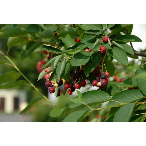 Amelanchier alnifolia 'Obelisk' - Oszlopos fanyarka (mézalmácska) 120-140