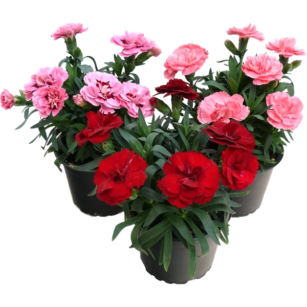 Dianthus - Évelő szegfű 10 cm