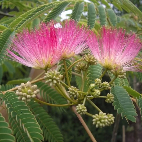 Albizia julibrissin - Selyemakác C35 10/12