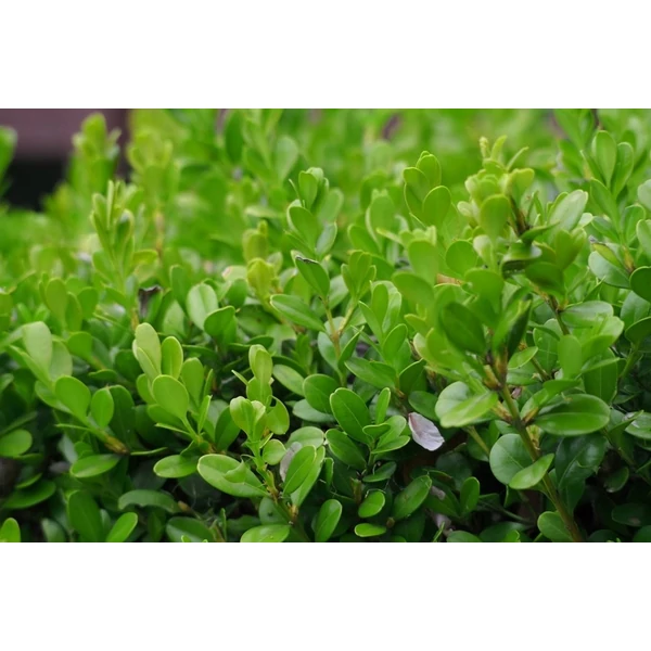 Buxus microphylla 'Faulkner' - Örökzöld puszpáng K2 20/30
