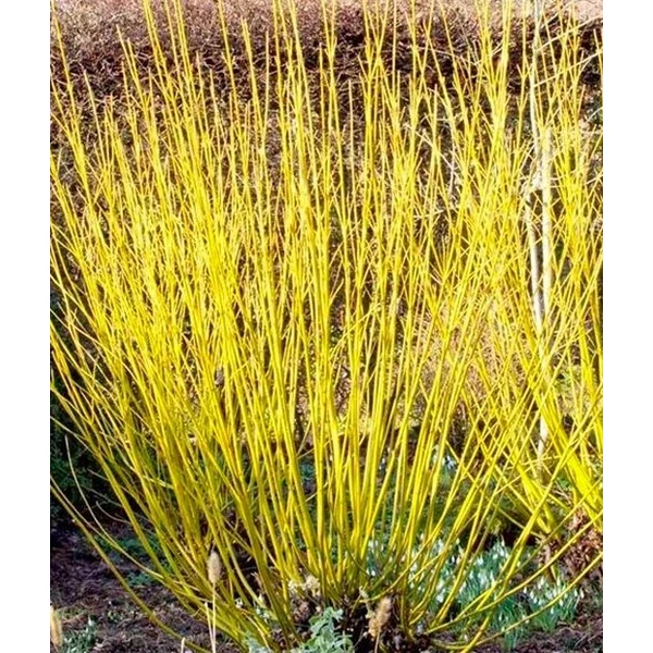 Cornus stolonifera 'Flaviramea' - Sárgavesszejű som K20 60/80 EXTRA