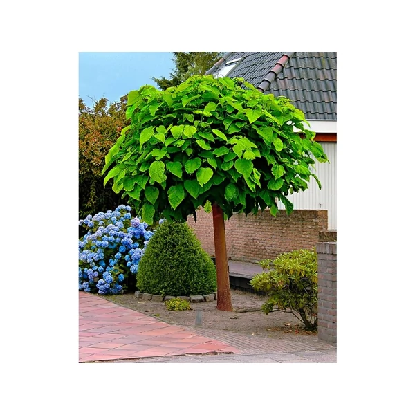 Catalpa bungei - Szivarfa standard C45 14/16