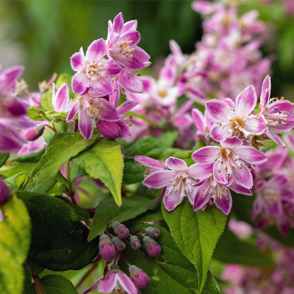 Deutzia x hybrida 'Strawberry Fields' – Hibrid gyöngyvirágcserje 80/100