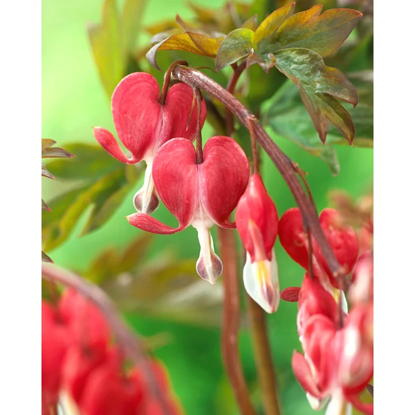 Dicentra sp Szívvirág  Valentine 2L Licences
