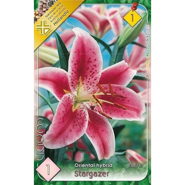 Liliom stargazer 1-db-os