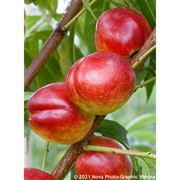 Prunus Persica Stark red gold - Nektarin 1/2 törzses K5