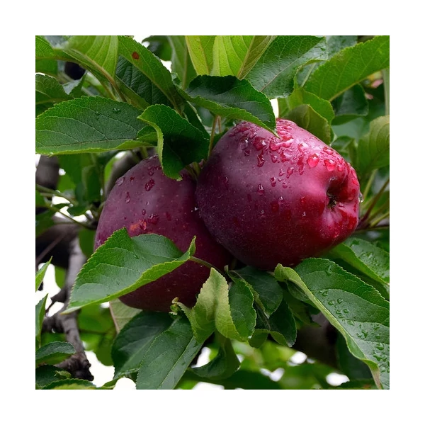 Gyümölcsfa Starking alma K9,5 200/250