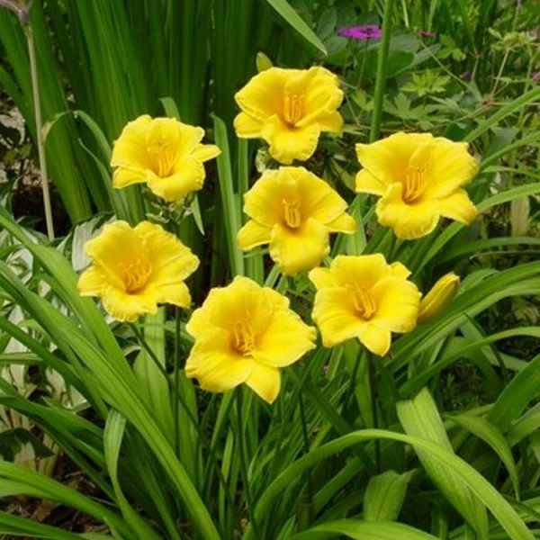 Hemerocallis Stella d Oro - Sásliliom 