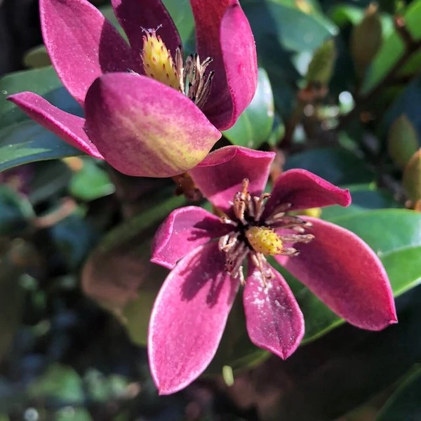 Magnolia grandiflora ‘Stellar Ruby’ – Örökzöld liliomfa K5 