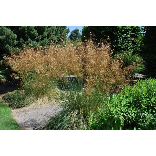 Stipa gigantea – óriás árvalányhaj CS14