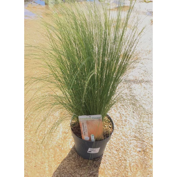 Stipa 'Pony Tails' - Mexikói árvalányhaj P23 5L