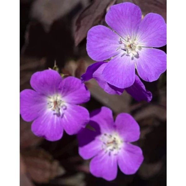 Geranium maculatum 'Stormy Night Foltos gólyaorr Cs14
